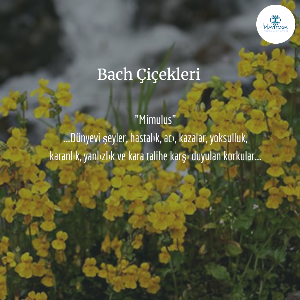 Bach iekleri Bireysel Seans Mavi Yoga Bireysel Seanslar Aysun Akali